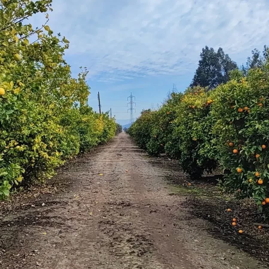 Agrícola Futuro, Systems Approach naranjas y limones
