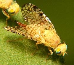 Mosca de la fruta