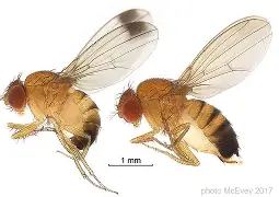 DROSOPHILLA SUZUKII